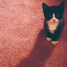天猫